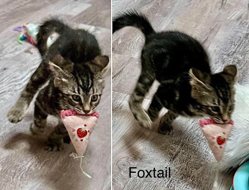 Foxtail thumbnail 2