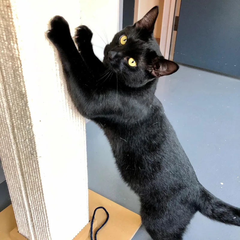 A young large-sized male Black Domestic Short Hair cat named Remy for adoption in Lodi, CA