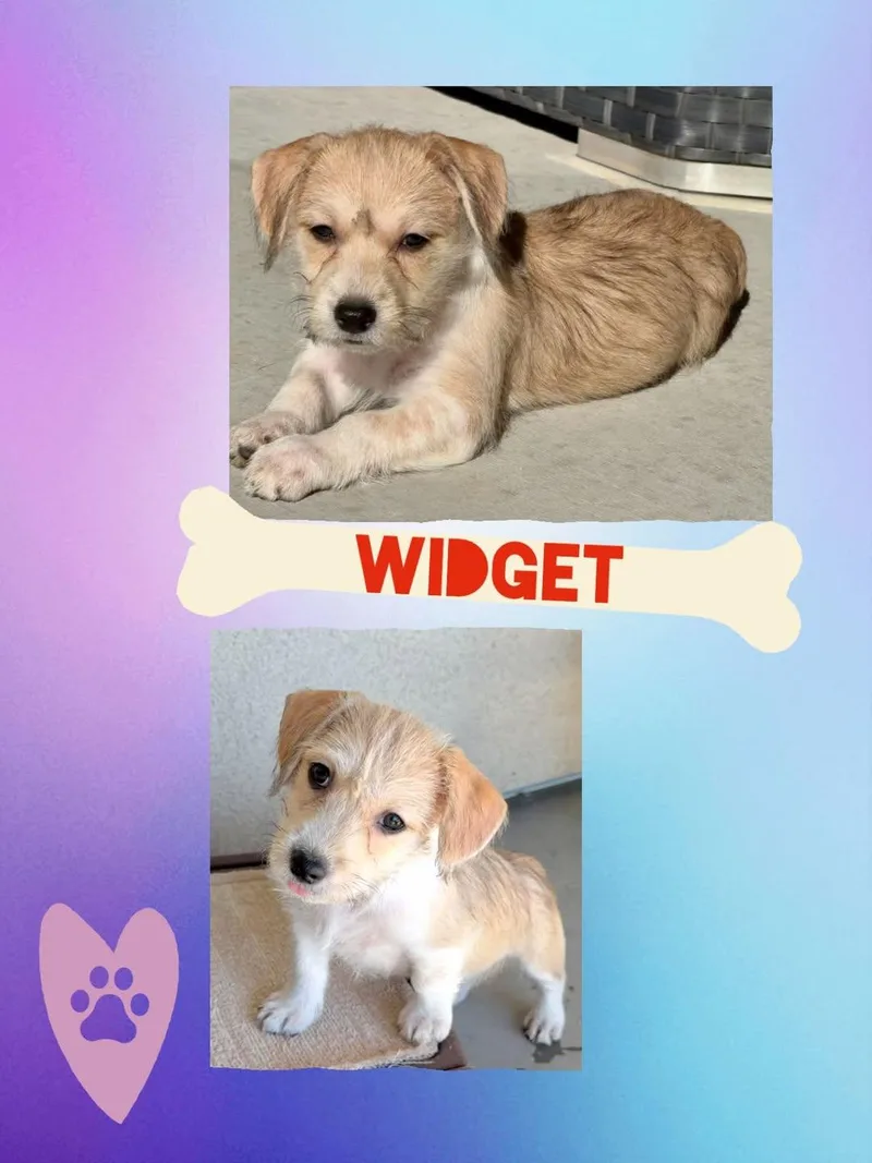 A baby small-sized male Apricot / Beige Mixed Breed dog named Widget for adoption in Chino Valley, AZ
