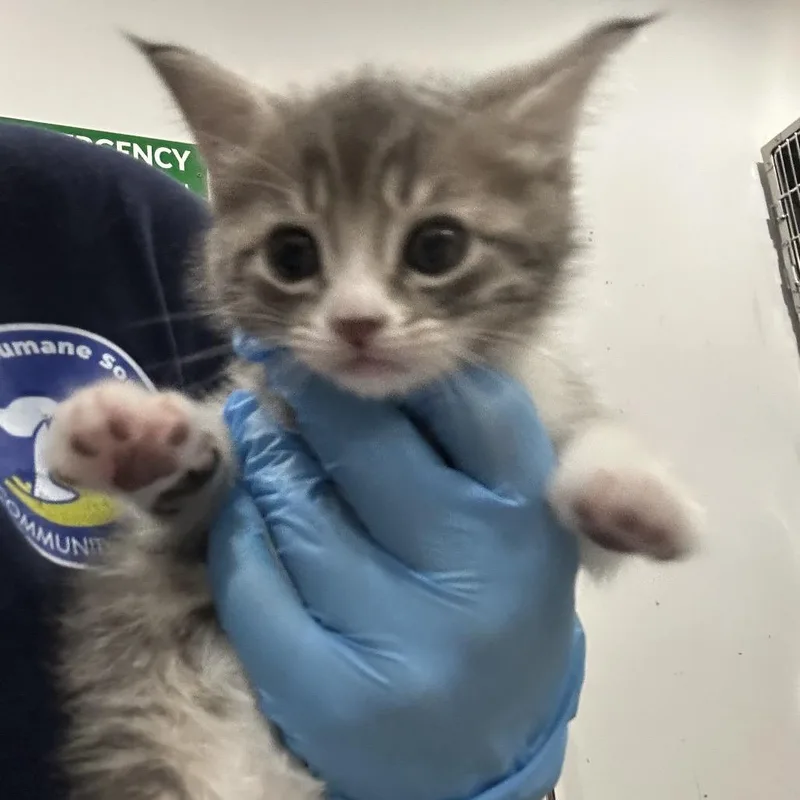 Peanut