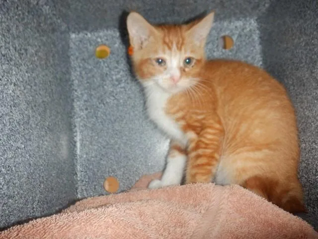 A baby small-sized male Domestic Short Hair cat named Zion for adoption in San Jose, CA