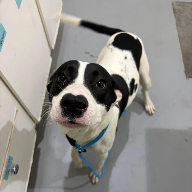 An adult medium-sized male Black Labrador Retriever dog named Hart for adoption in Binghamton, NY