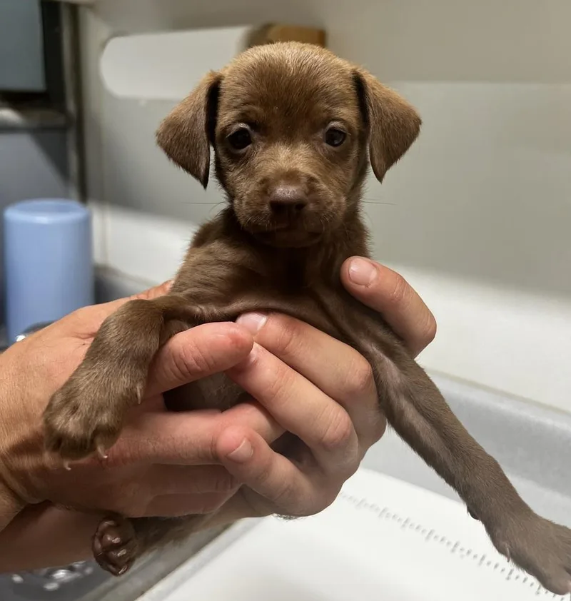 A baby small-sized female Brown / Chocolate Chihuahua dog named Banana Split for adoption in Jamestown, CA