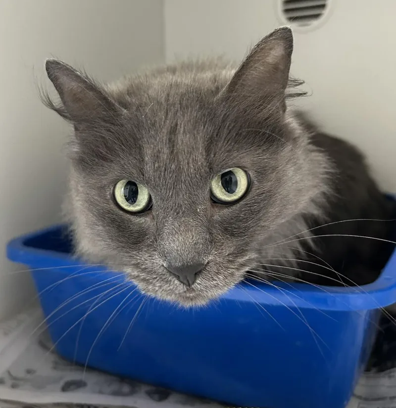 An adult medium-sized female Gray / Blue / Silver Domestic Long Hair cat named Sushi for adoption in Mason City, IA