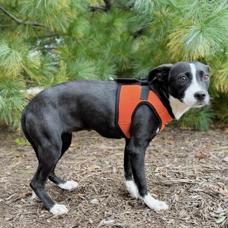 A baby medium-sized female Hound dog named Faith for adoption in East Hampton, NY