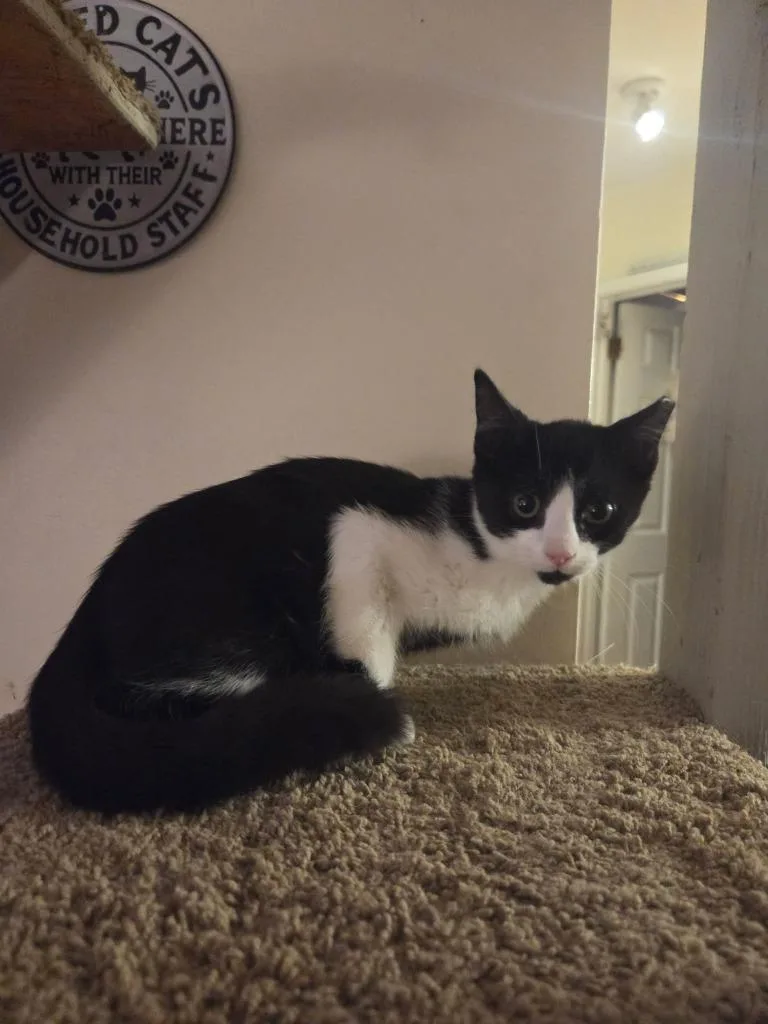A baby medium-sized male Domestic Short Hair cat named Salt for adoption in Parkville, MD