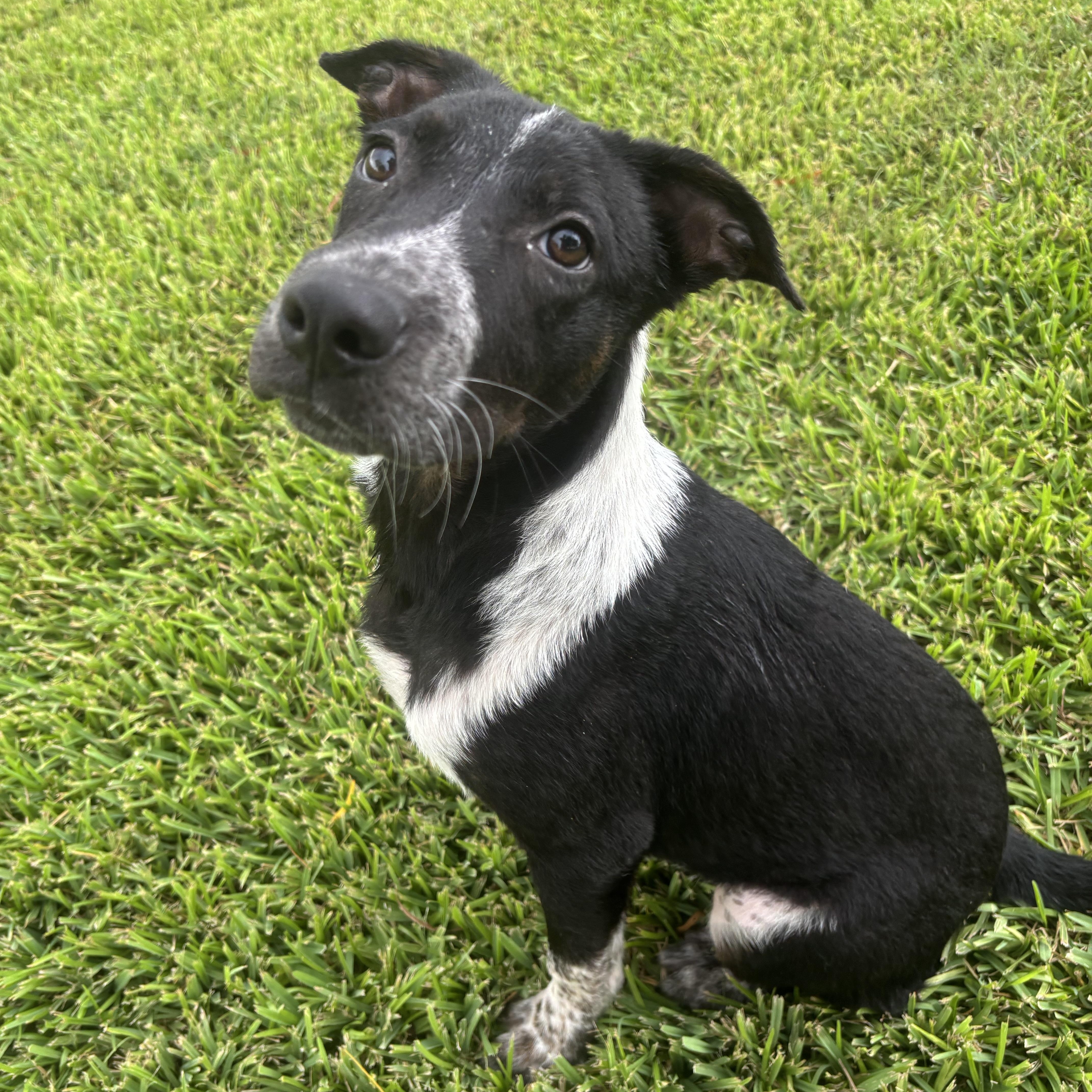 A baby medium-sized male Mixed Breed dog named Lewis for adoption in Pearland, TX