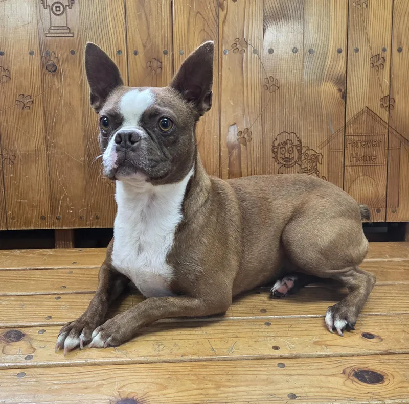 An adult small-sized female Brown / Chocolate Boston Terrier dog named Molly for adoption in Parsons, KS