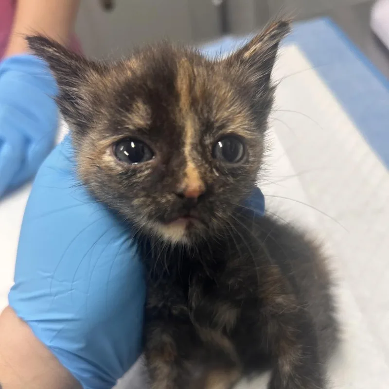 A baby small-sized female Black Domestic Short Hair cat named Bella for adoption in Summerville, SC