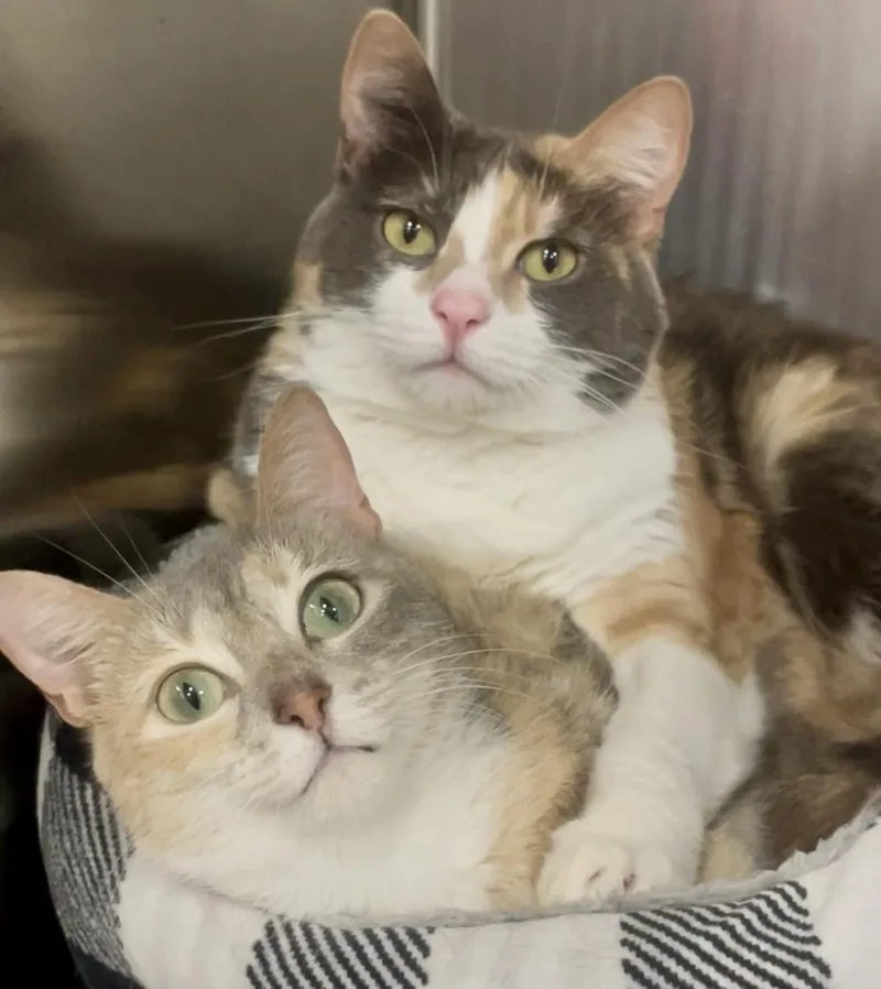 An adult medium-sized female Manx cat named Miku and Saya for adoption in Baton Rouge, LA