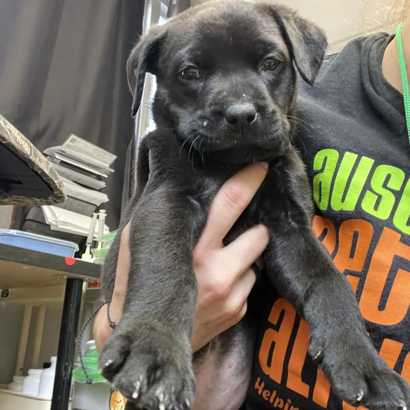 A baby small-sized female Black Labrador Retriever dog named Kleenex for adoption in Austin, TX