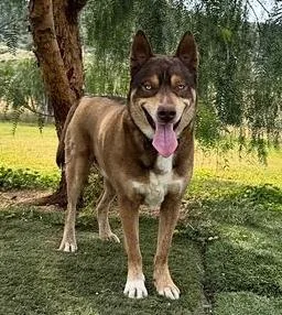 An adult medium-sized male Tricolor (Brown, Black, & White) Siberian Husky dog named Zev for adoption in Studio City, CA