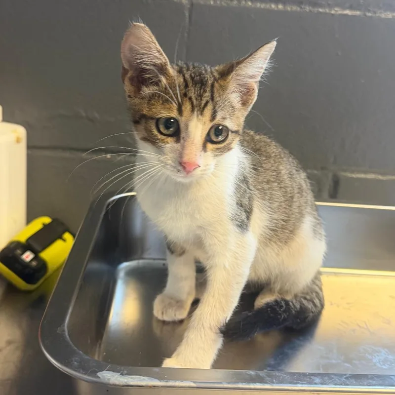 A baby small-sized male Brown / Chocolate Domestic Short Hair cat named Phineas for adoption in Tuscaloosa, AL