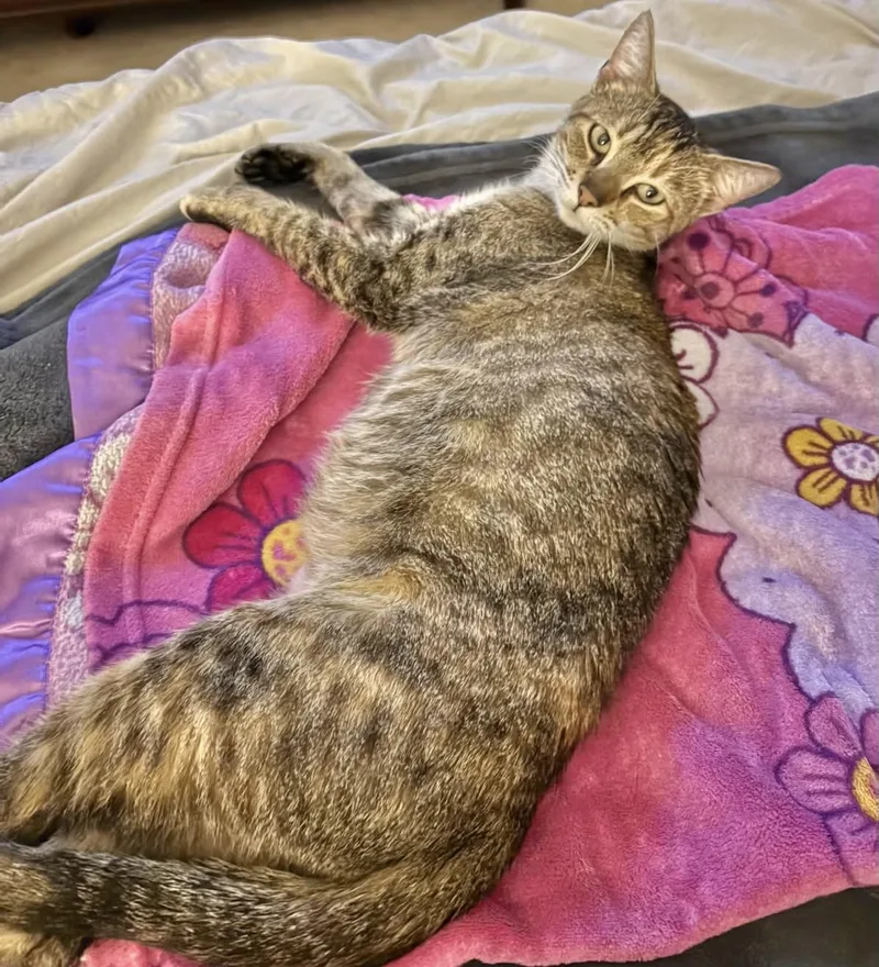 Magnolia "maggie" thumbnail 2