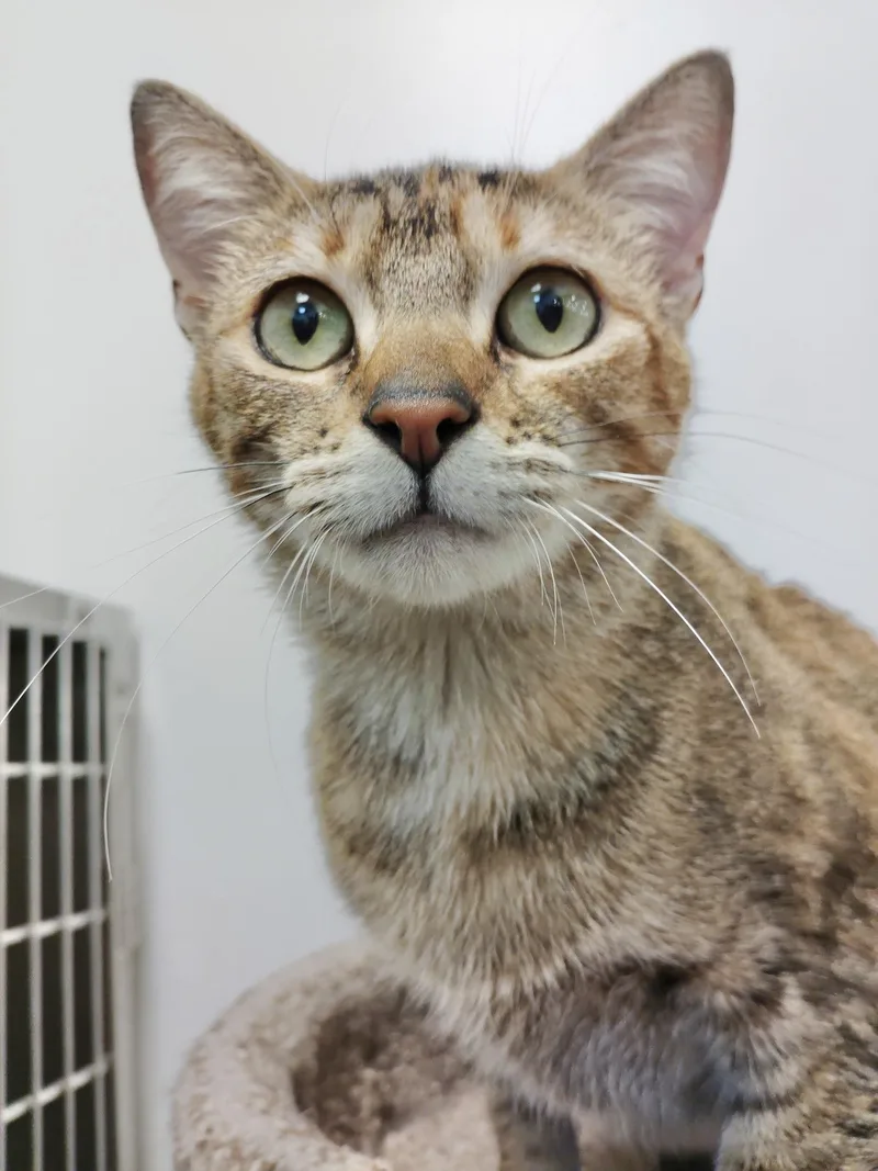 Magnolia "maggie" thumbnail 3