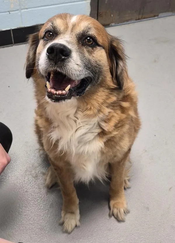An adult large-sized male Labrador Retriever dog named Pen Parker for adoption in Lawrenceville, GA