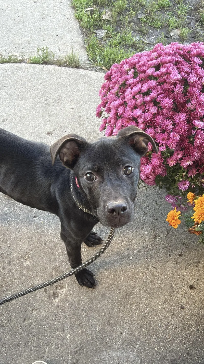 A young medium-sized female Black Australian Shepherd dog named Cc for adoption in Alma, MI