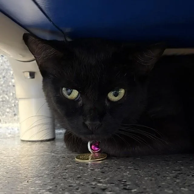 An adult small-sized female Black Domestic Short Hair cat named Bellatrix for adoption in Lansing, MI