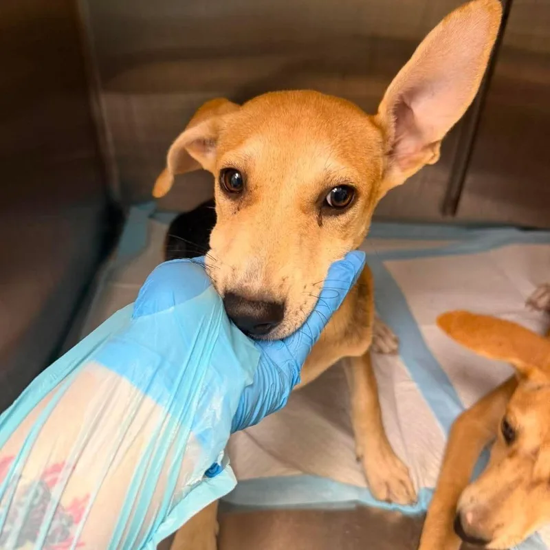 A young medium-sized female Shepherd dog named Payette for adoption in Bastrop, TX