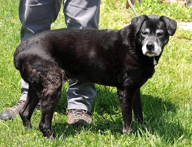 A senior medium-sized female Black Labrador Retriever dog named Ella for adoption in Millfield, OH