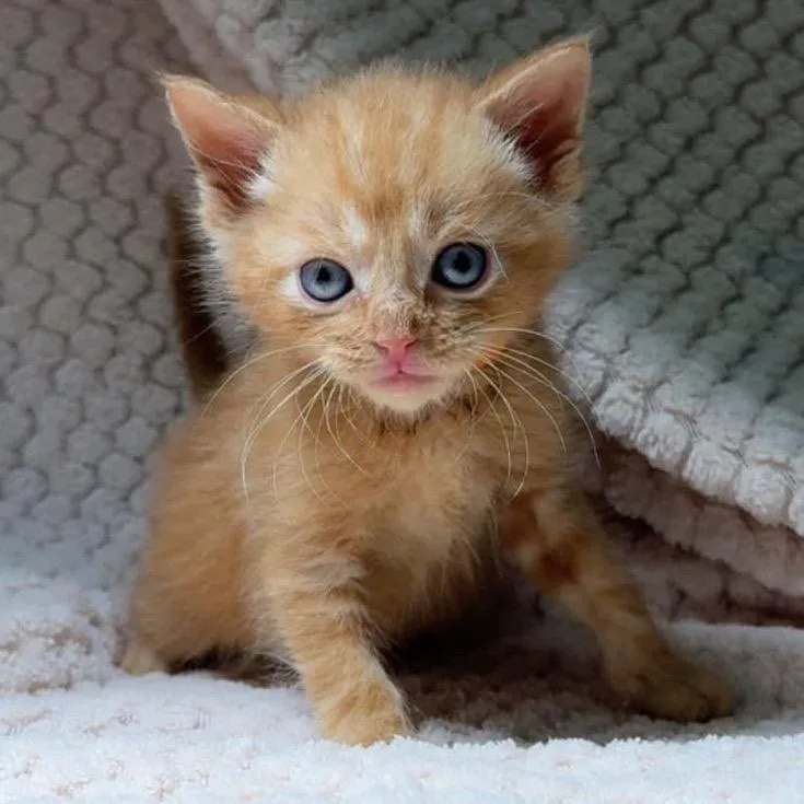 A baby small-sized male Orange / Red Domestic Medium Hair cat named Thor for adoption in North Canton, OH