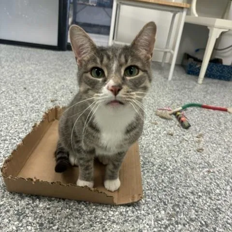 An adult medium-sized female Gray & White Domestic Short Hair cat named Abbey for adoption in Hudsonville, MI