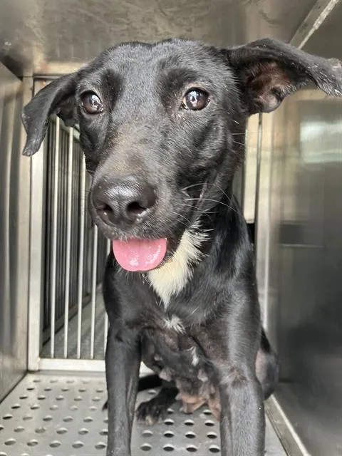 A young medium-sized female Mixed Breed dog named Shelly for adoption in Dallas, TX
