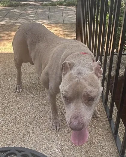An adult medium-sized male Mixed Breed dog named Willie Earl for adoption in West Chester, PA