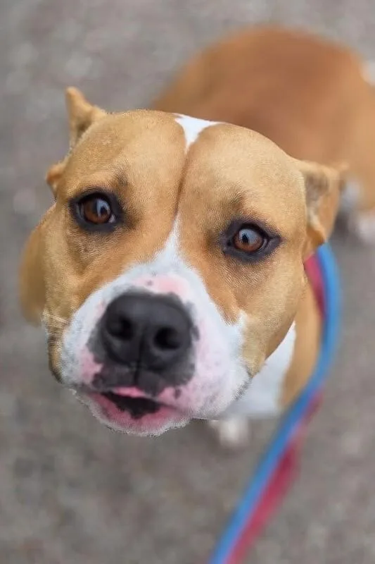 An adult large-sized female White / Cream Mixed Breed dog named Taylor for adoption in Cincinnati, OH