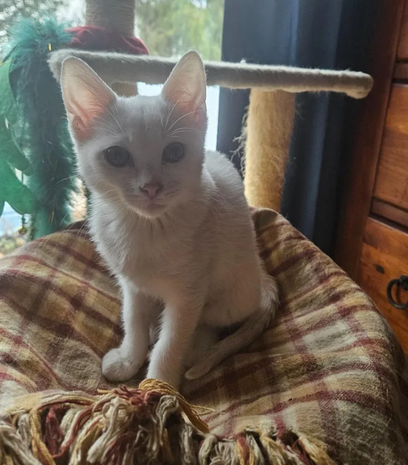 A baby medium-sized female Domestic Short Hair cat named Tundra for adoption in Salt Lake City, UT