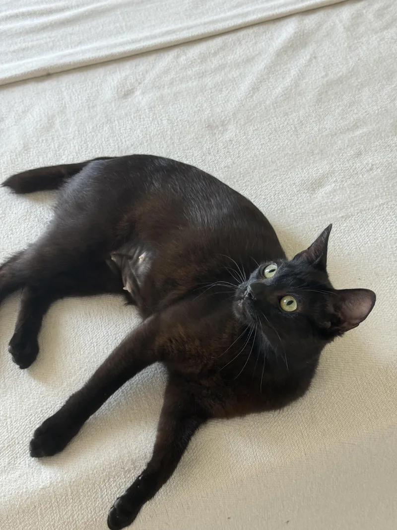 A young medium-sized female Black Domestic Short Hair cat named Lana del Rey for adoption in Los Angeles, CA
