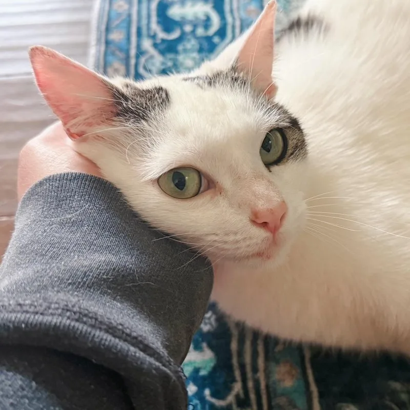 A young medium-sized female White Domestic Short Hair cat named Dove for adoption in Huntsville, AL