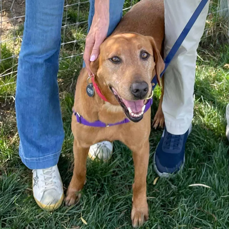 An adult medium-sized female Red / Chestnut / Orange Labrador Retriever dog named Ruby for adoption in Elverta, CA