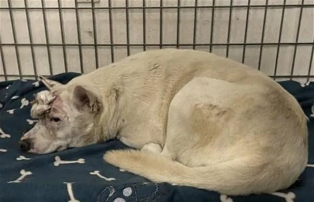 An adult medium-sized male Siberian Husky dog named Steiny for adoption in Riverside, CA