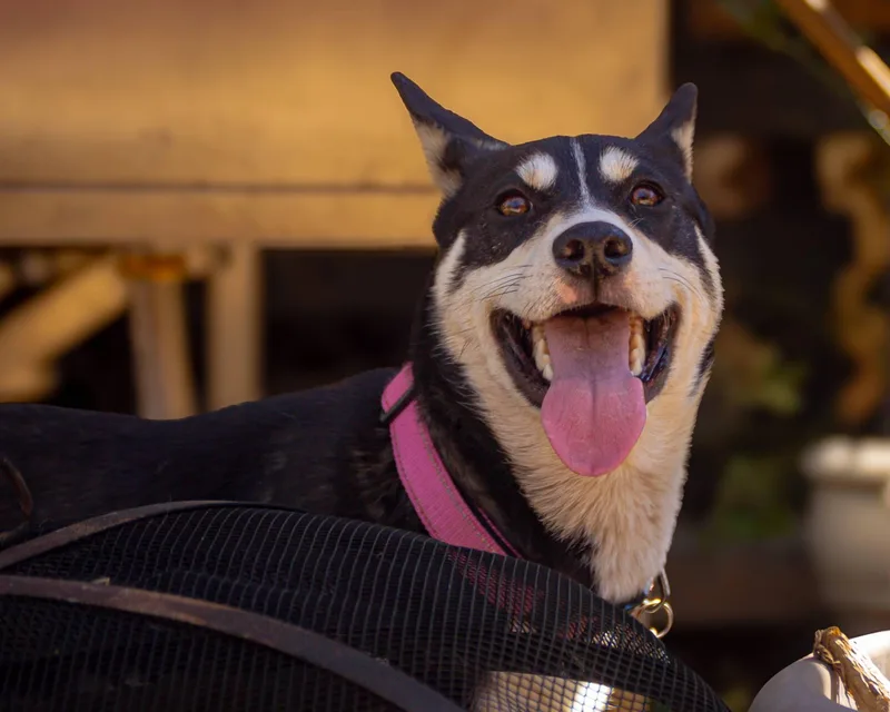 A young medium-sized female Black Siberian Husky dog named Phoebe for adoption in Lakeland, FL