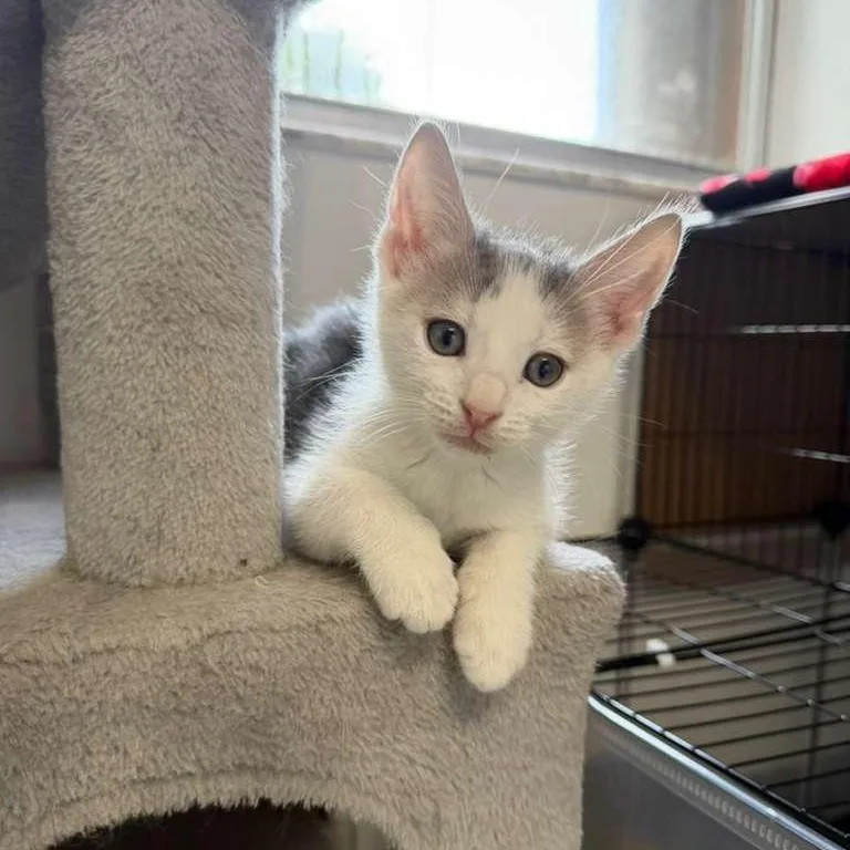 A baby medium-sized male Domestic Short Hair cat named Storm for adoption in Sunrise, FL