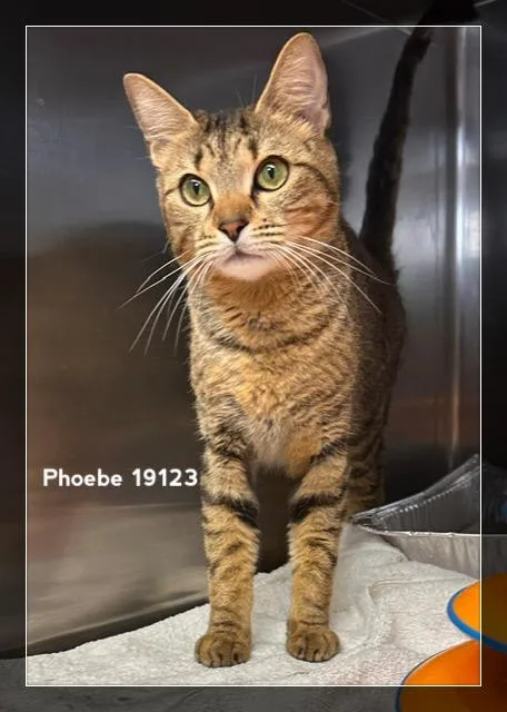 An adult medium-sized female Tabby (Brown / Chocolate) Domestic Short Hair cat named Phoebe for adoption in Marietta, GA