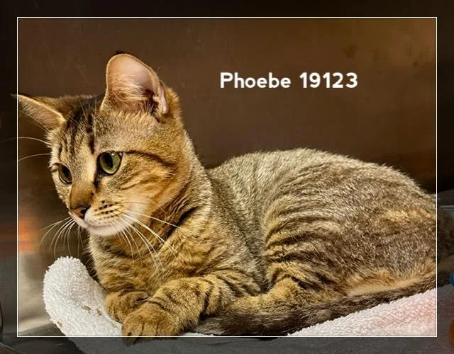 Phoebe thumbnail 2
