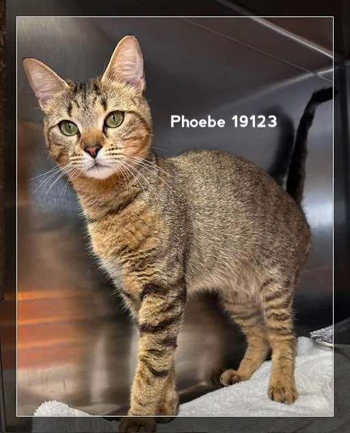 Phoebe thumbnail 3