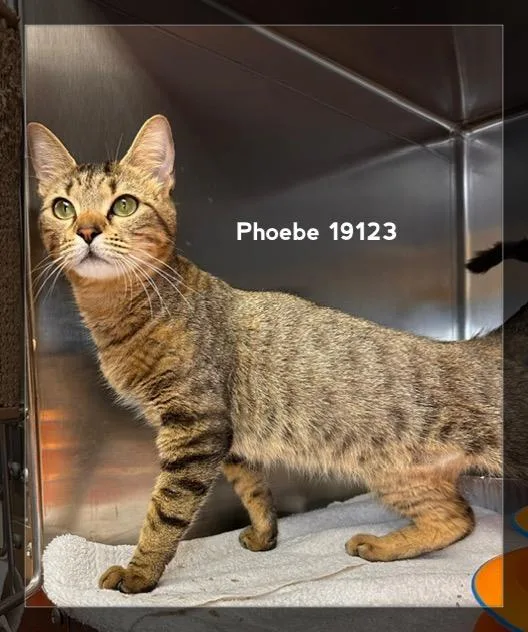 Phoebe thumbnail 4