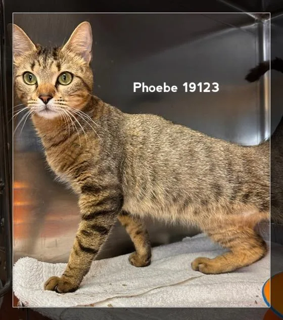 Phoebe thumbnail 5