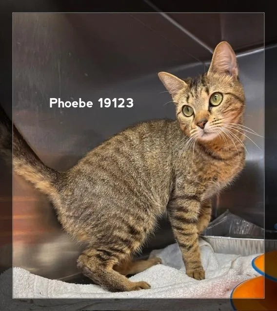 Phoebe thumbnail 6
