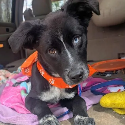 Dora