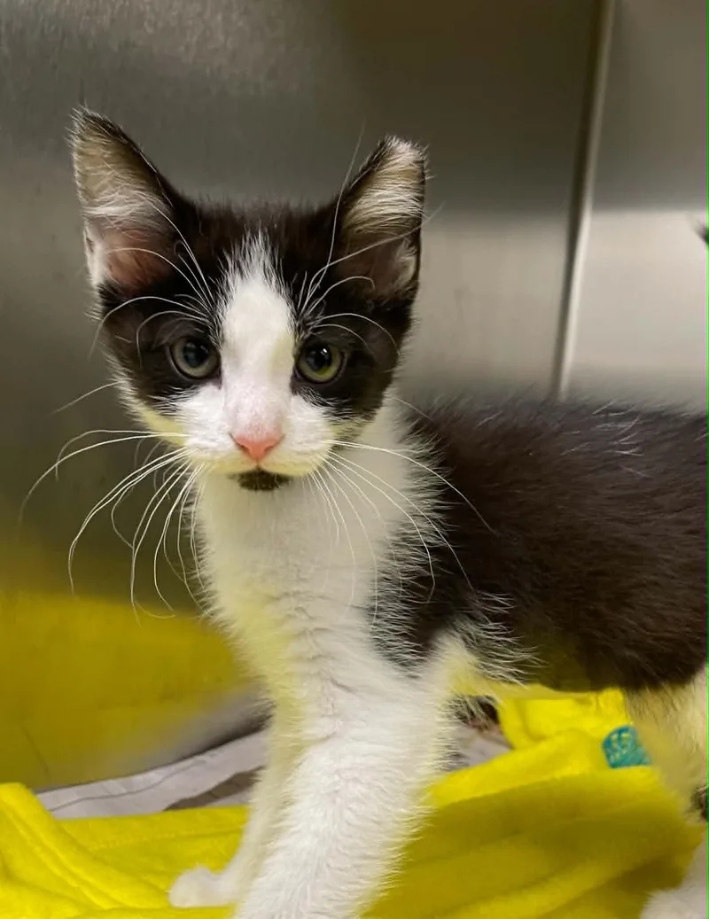 A young medium-sized female Black & White / Tuxedo Domestic Short Hair cat named L.c. for adoption in Covington, VA