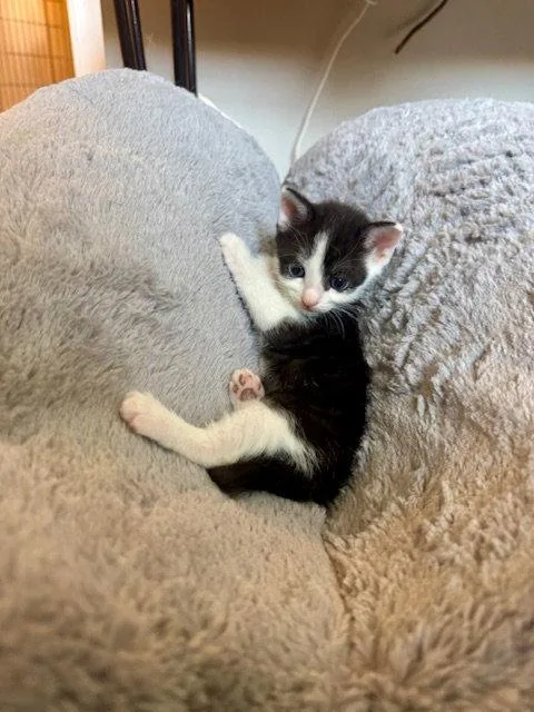 A baby small-sized male Black & White / Tuxedo Domestic Short Hair cat named Cairo for adoption in Philadelphia, PA