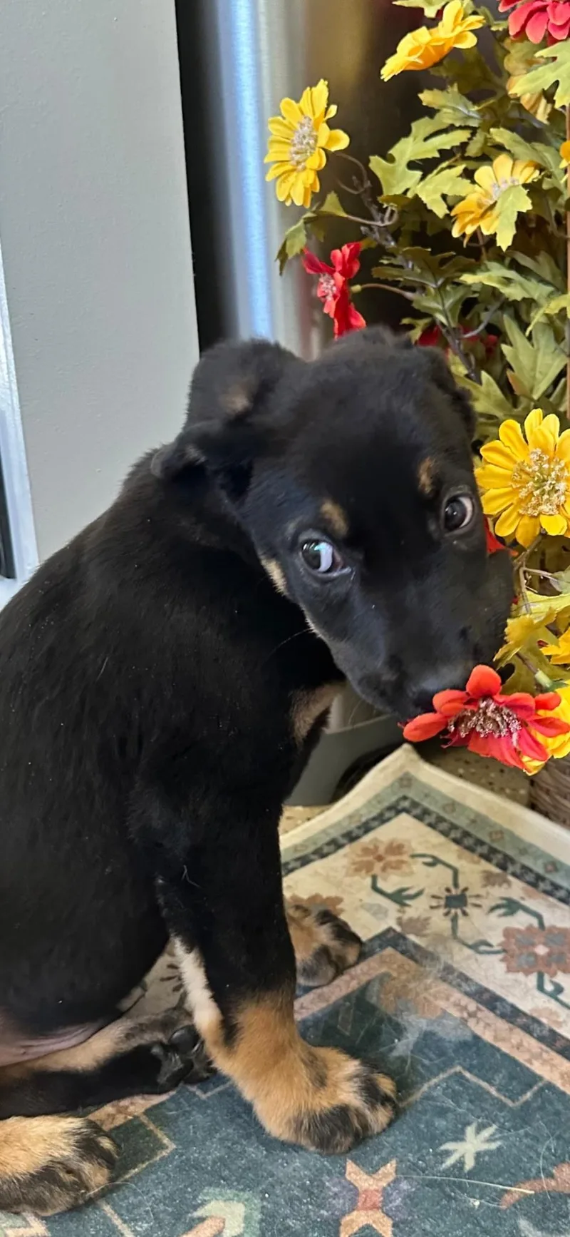 A baby medium-sized male Black Labrador Retriever dog named Tobias for adoption in oriskany, NY