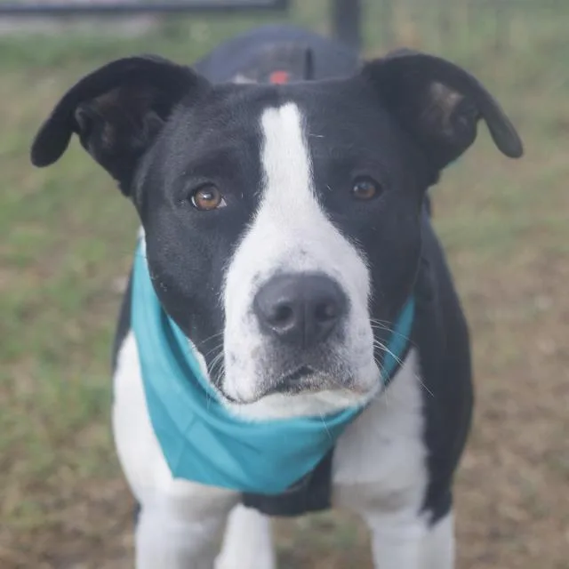 An adult large-sized male American Staffordshire Terrier dog named Lobo for adoption in San Antonio, TX