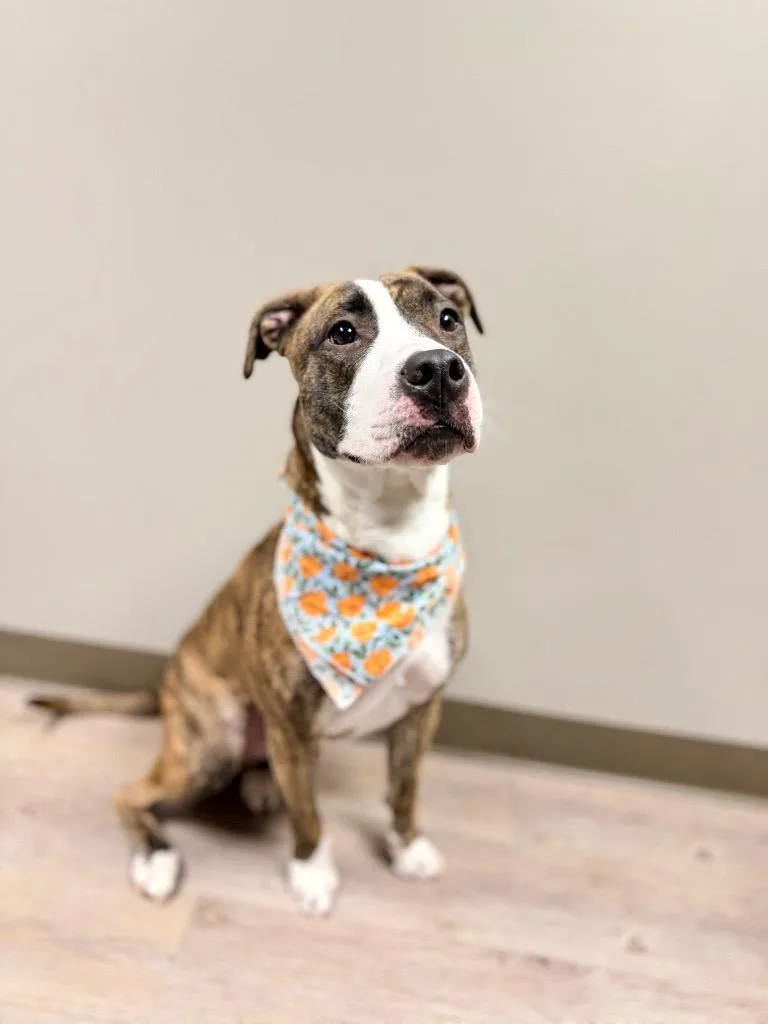 A young medium-sized female Mixed Breed dog named Nala for adoption in Muskegon, MI