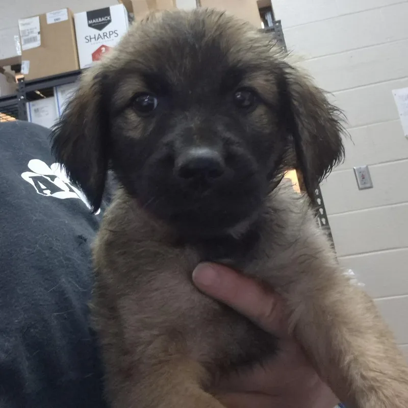 A baby small-sized female Brown / Chocolate Mixed Breed dog named Sassie for adoption in Ardmore, OK