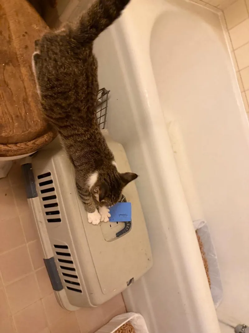 A young small-sized female Tabby cat named Lemon for adoption in BEVERLY HILLS, CA